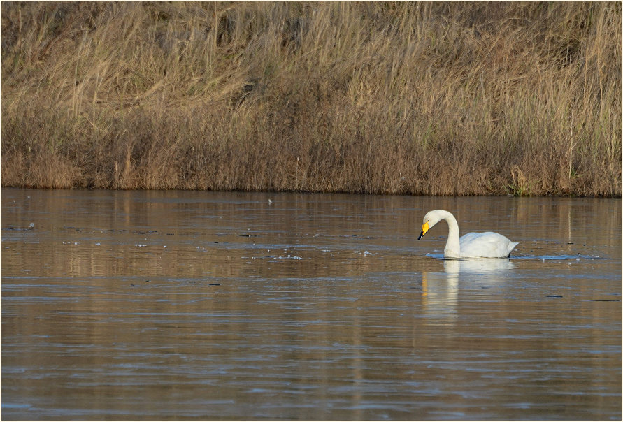 Singschwan (Cygnus cygnus)