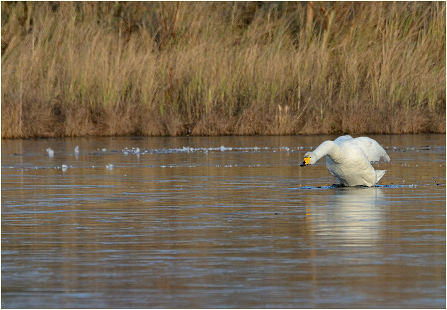 Singschwan (Cygnus cygnus)