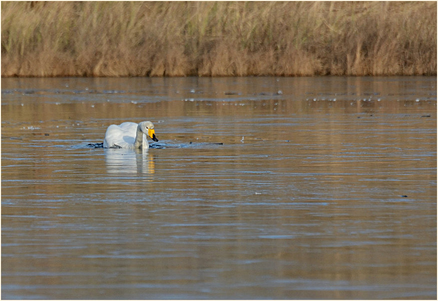 Singschwan (Cygnus cygnus)