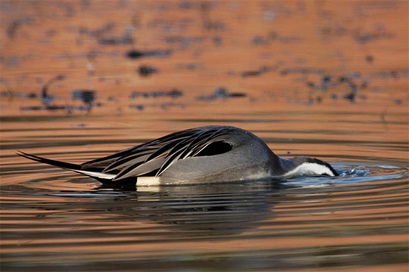 Spießentenerpel (Anas acuta)