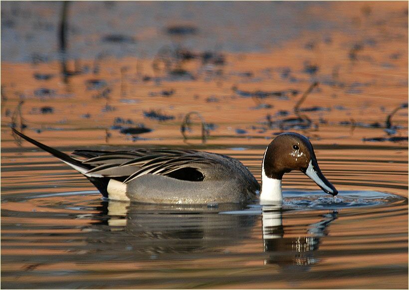 Spießentenerpel (Anas acuta)