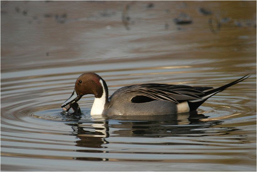 Spießentenerpel (Anas acuta)