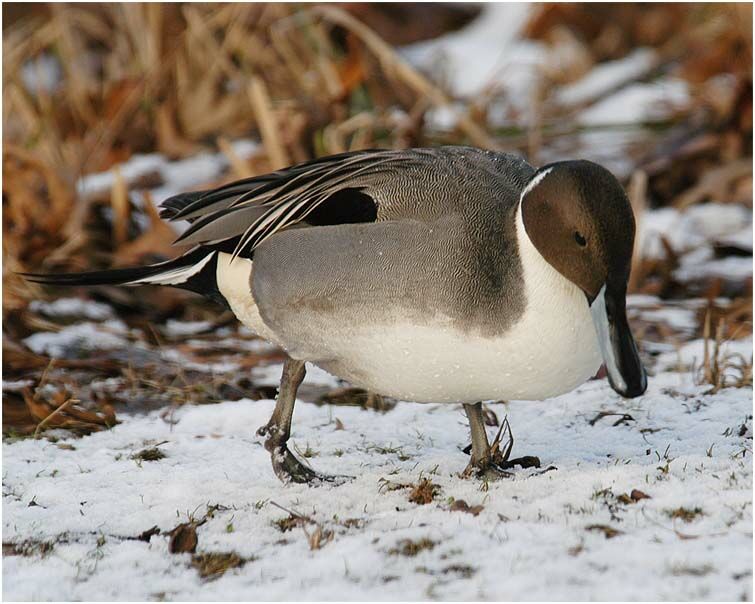 Spießentenerpel (Anas acuta)