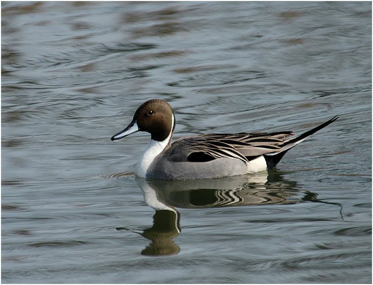 Spießentenerpel (Anas acuta)