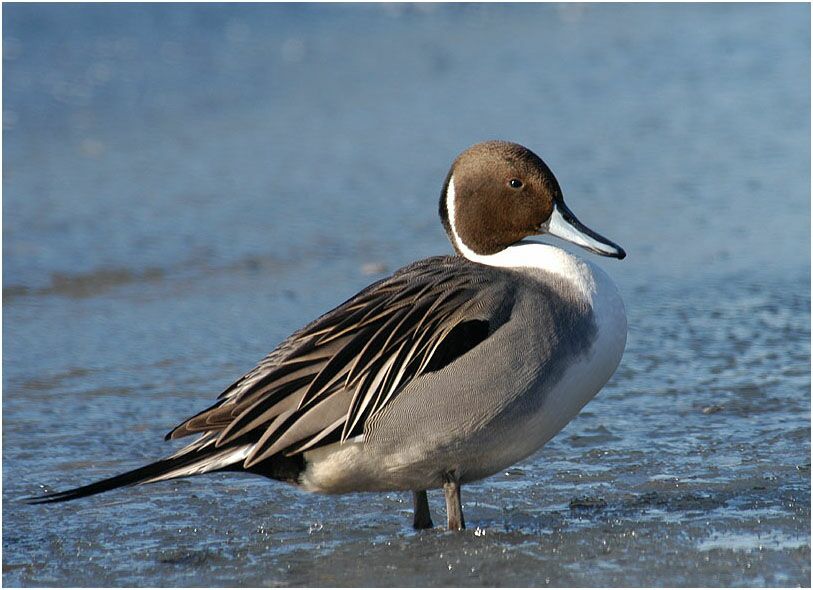 Spießentenerpel (Anas acuta)