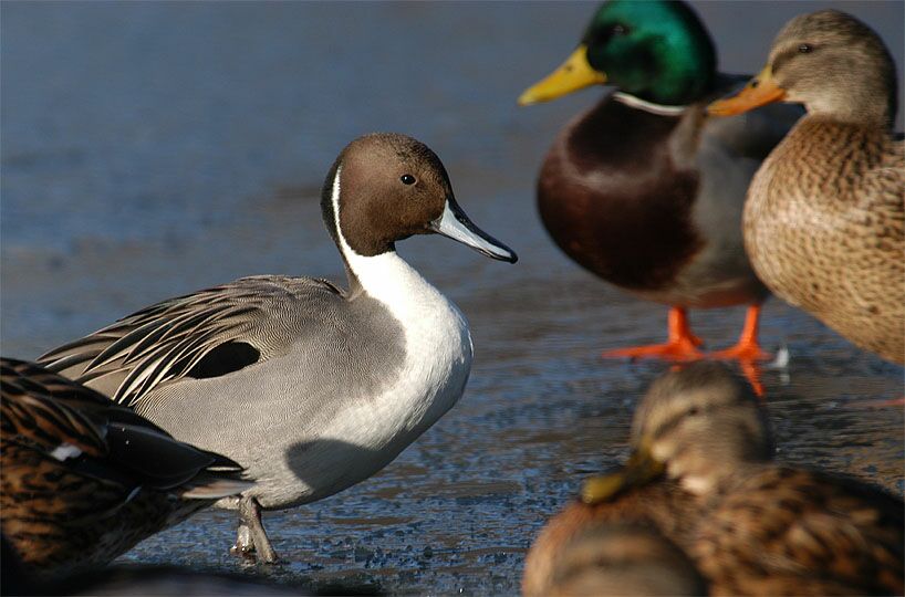 Spießentenerpel (Anas acuta)