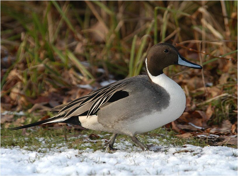 Spießentenerpel (Anas acuta)