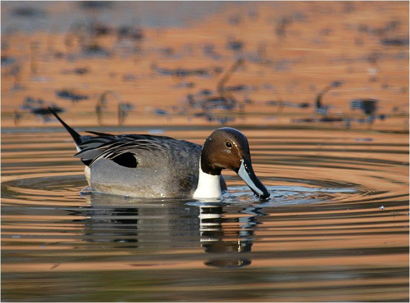 Spießentenerpel (Anas acuta)