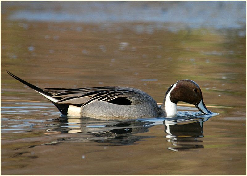 Spießentenerpel (Anas acuta)