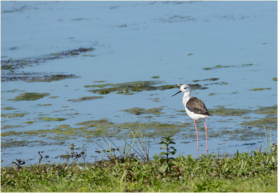 Stelzenläufer (Himantopus himantopus)
