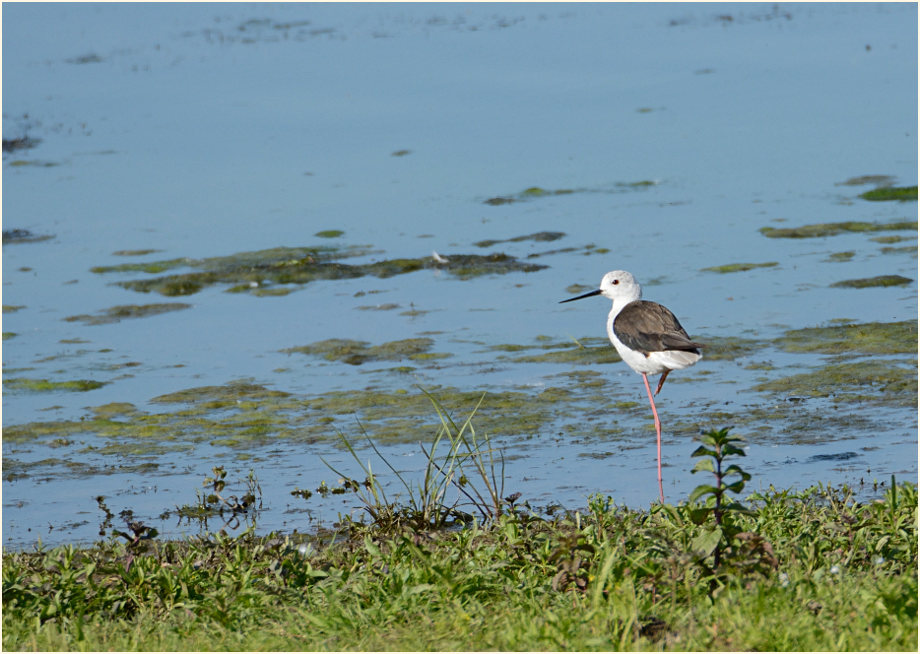 Stelzenläufer (Himantopus himantopus)