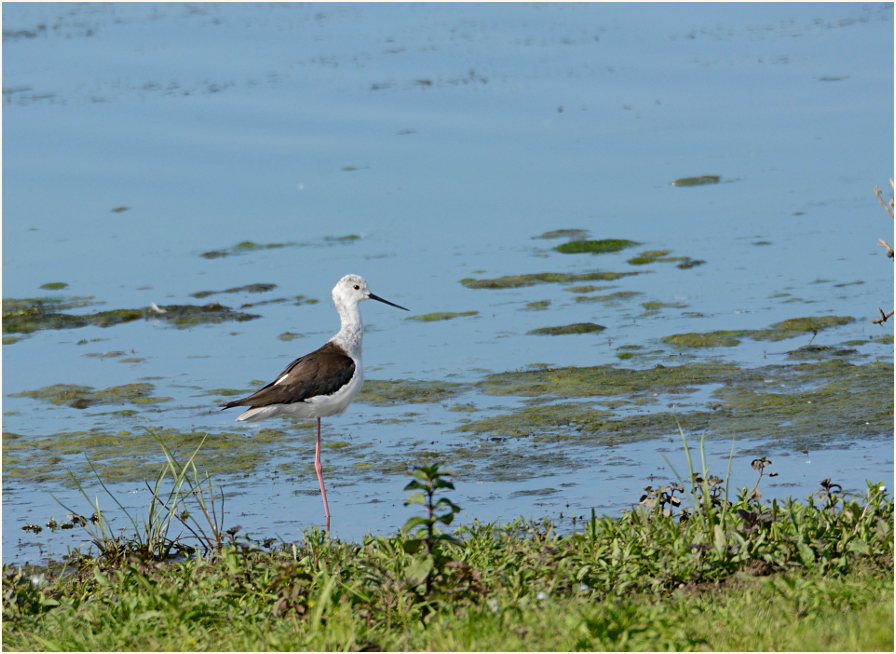 Stelzenläufer (Himantopus himantopus)