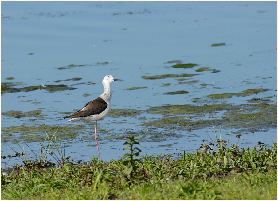 Stelzenläufer (Himantopus himantopus)