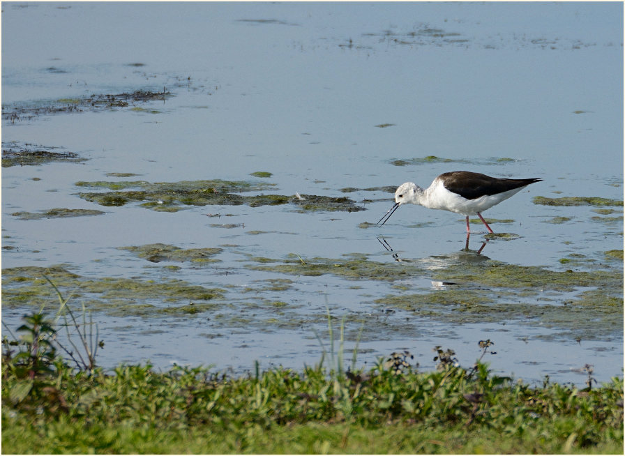 Stelzenläufer (Himantopus himantopus)