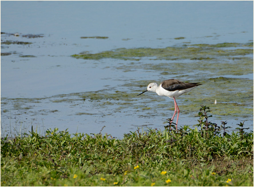 Stelzenläufer (Himantopus himantopus)