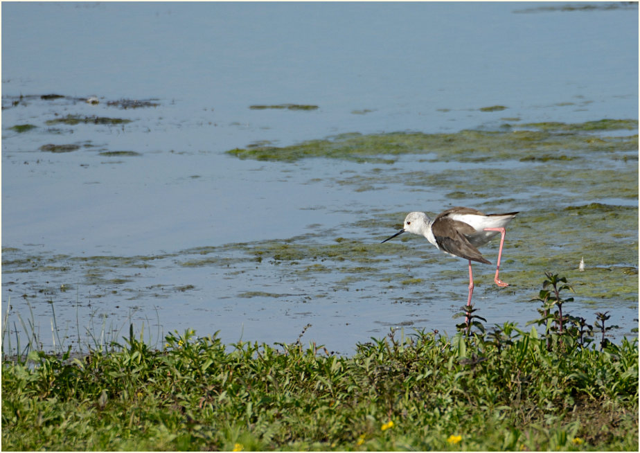 Stelzenläufer (Himantopus himantopus)