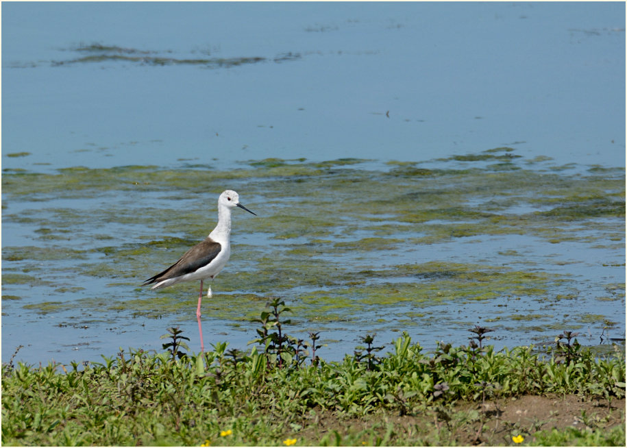 Stelzenläufer (Himantopus himantopus)