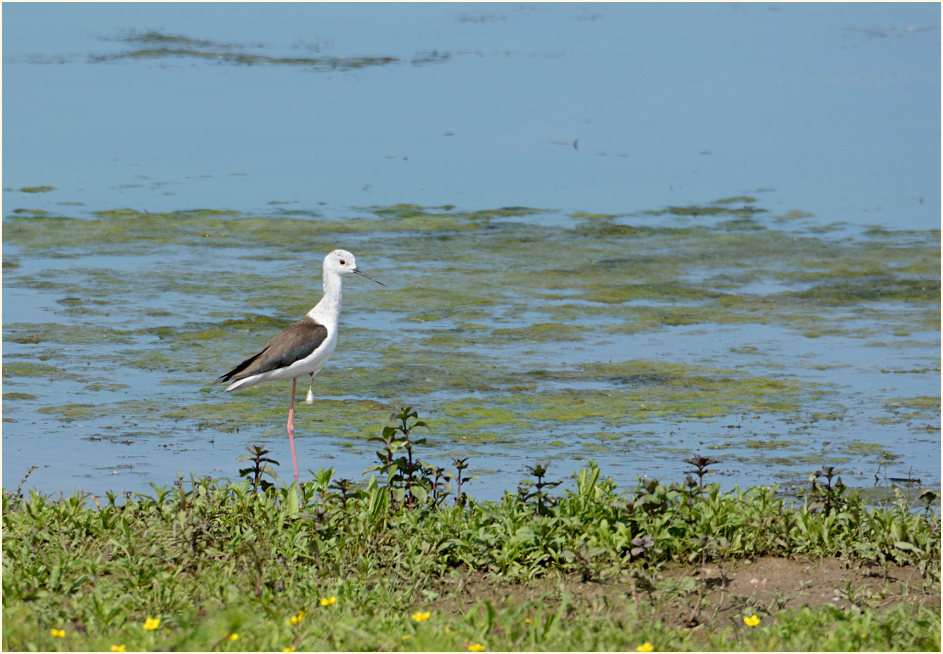 Stelzenläufer (Himantopus himantopus)