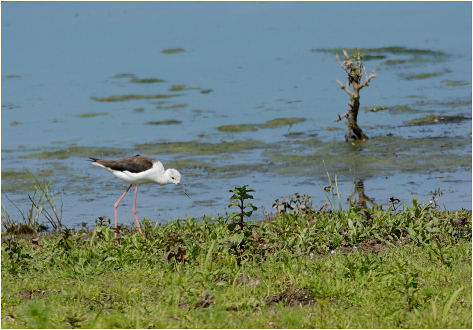 Stelzenläufer (Himantopus himantopus)