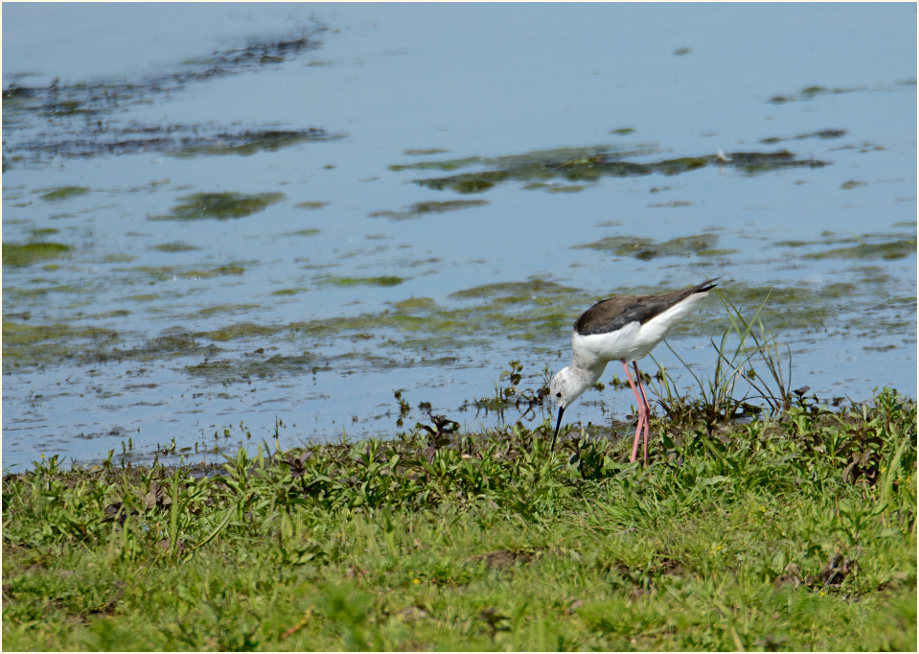 Stelzenläufer (Himantopus himantopus)