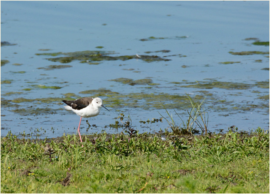Stelzenläufer (Himantopus himantopus)