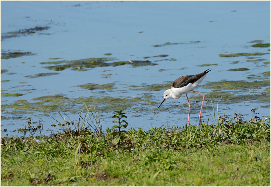 Stelzenläufer (Himantopus himantopus)