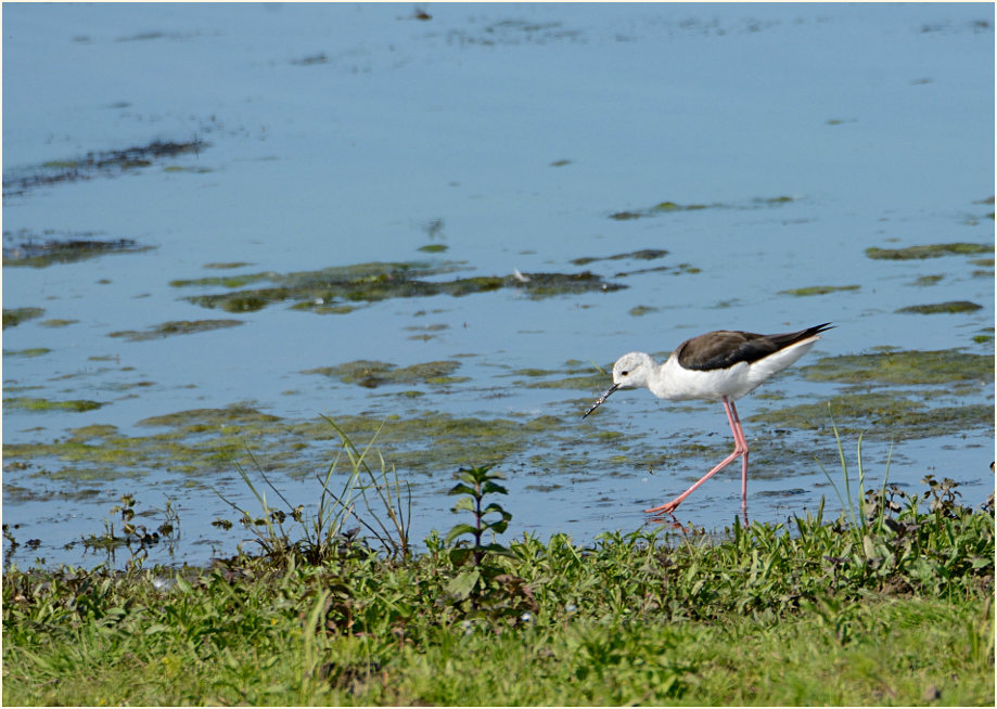 Stelzenläufer (Himantopus himantopus)