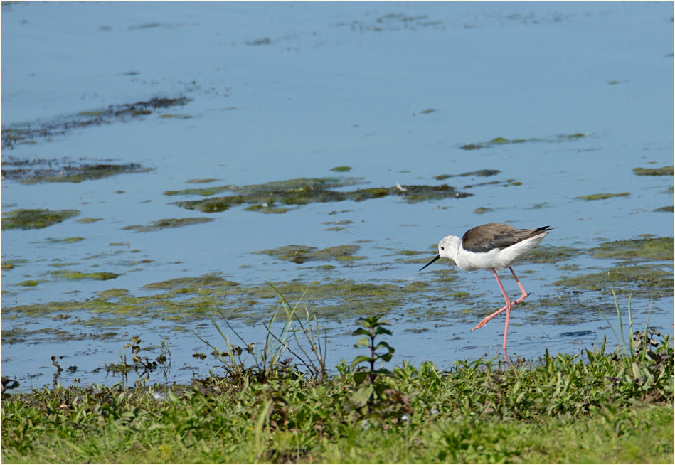 Stelzenläufer (Himantopus himantopus)