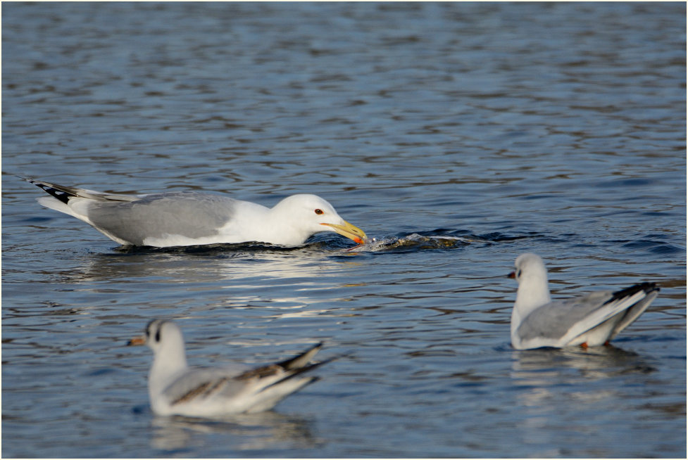 Steppenmöwe (Larus cachinnans)