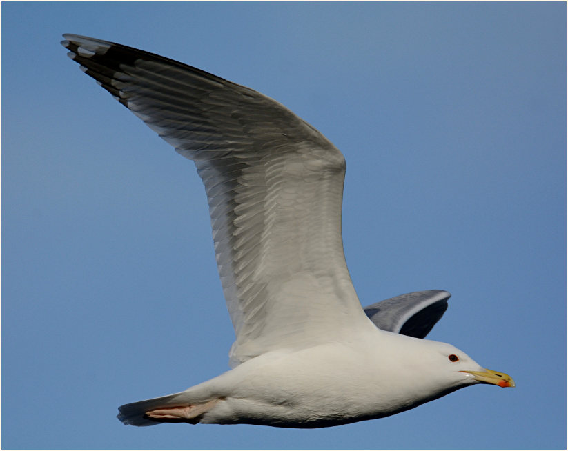 Steppenmöwe (Larus cachinnans)