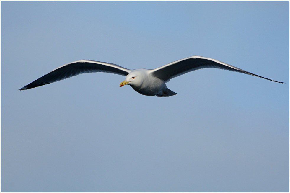 Steppenmöwe (Larus cachinnans)