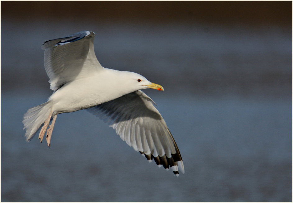 Steppenmöwe (Larus cachinnans)