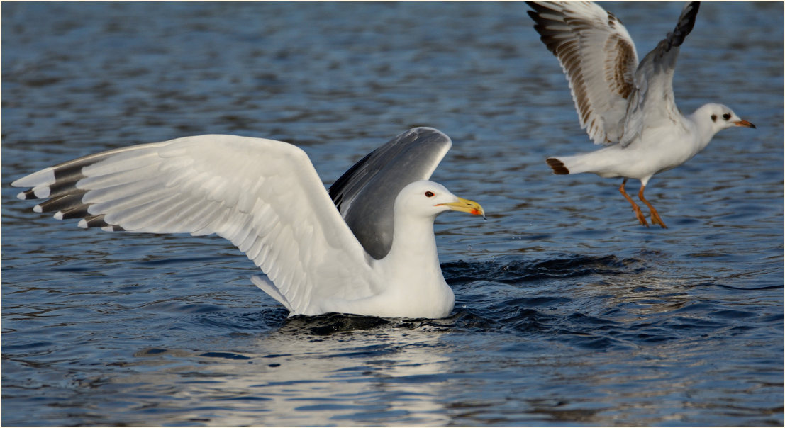 Steppenmöwe (Larus cachinnans)