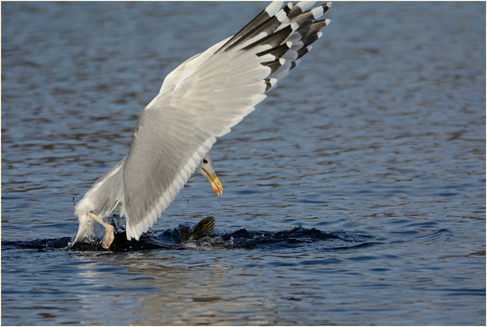 Steppenmöwe (Larus cachinnans)