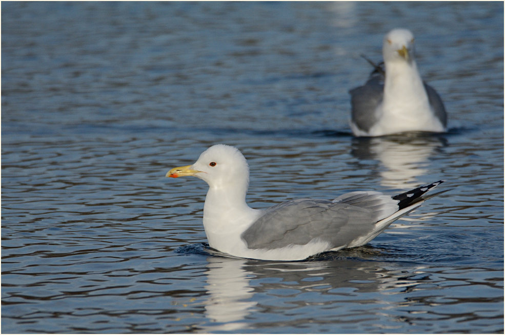 Steppenmöwe (Larus cachinnans)