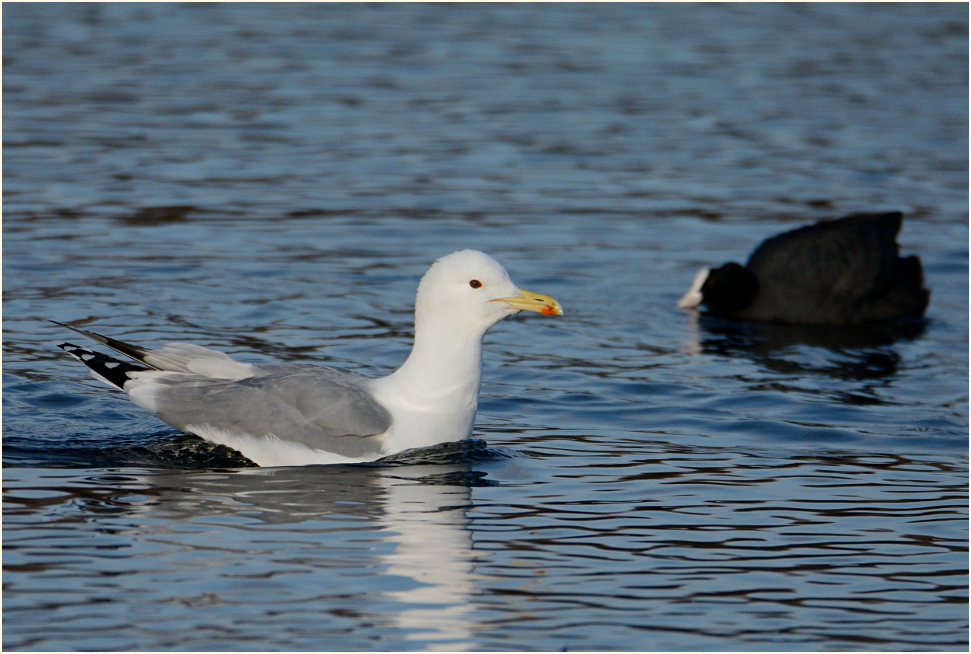 Steppenmöwe (Larus cachinnans)