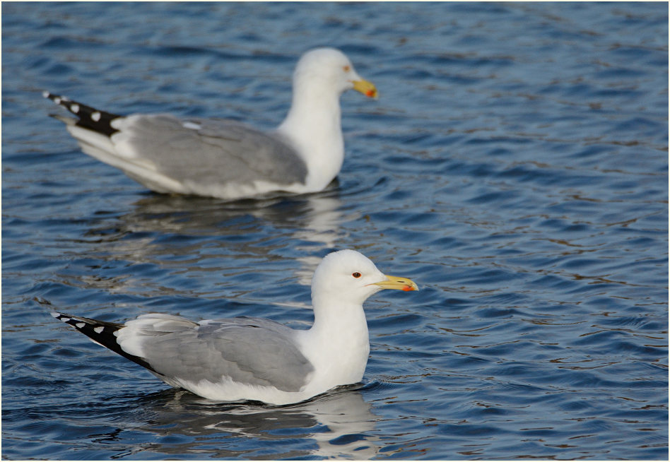 Steppenmöwe (Larus cachinnans)