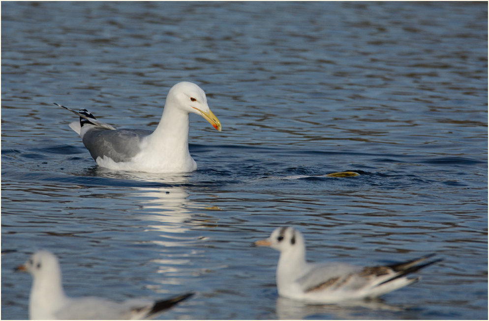 Steppenmöwe (Larus cachinnans)