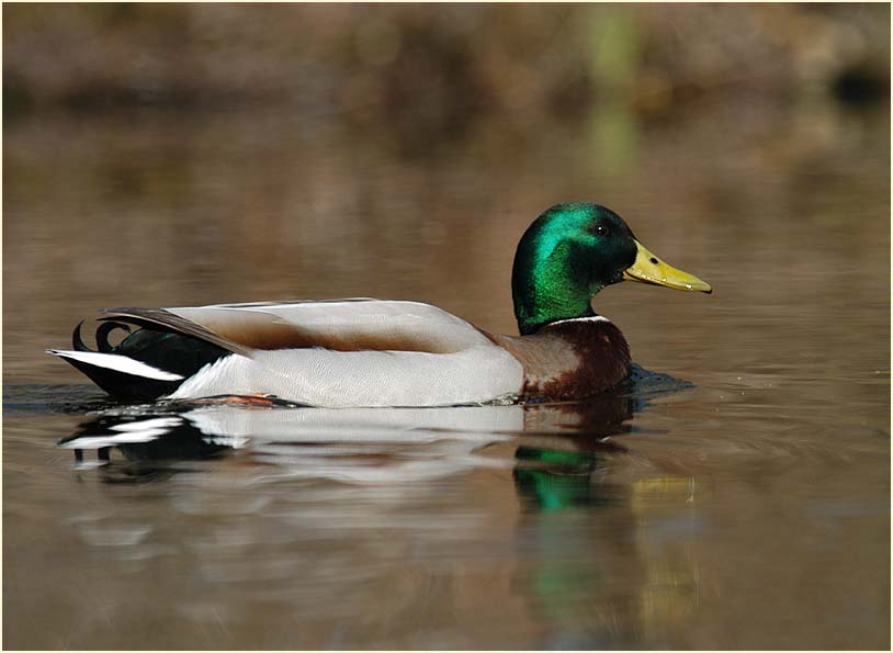 Stockente (Anas platyrhynchos)