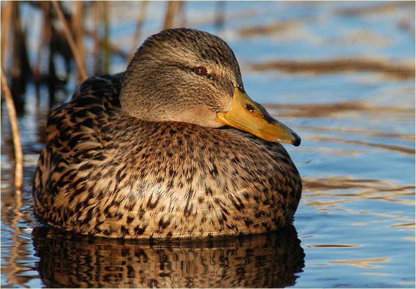 Stockente (Anas platyrhynchos)