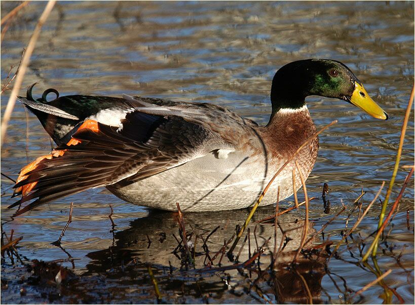Stockente (Anas platyrhynchos)