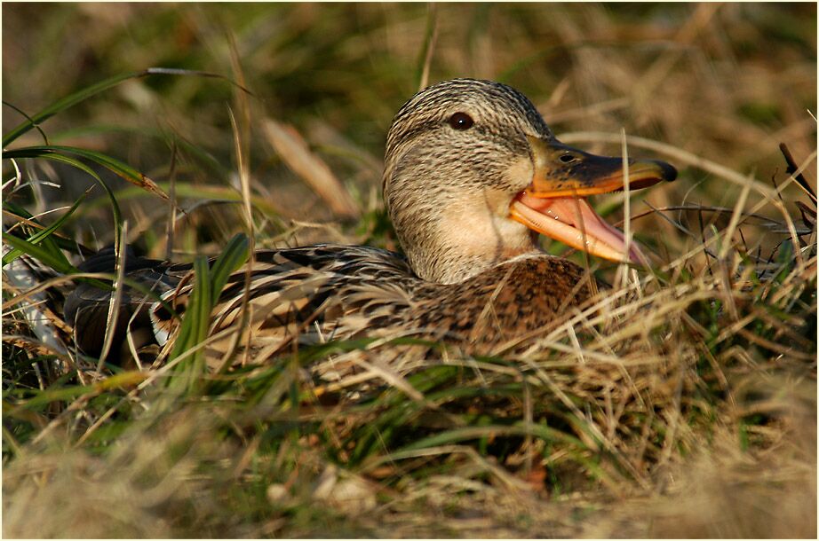 Stockente (Anas platyrhynchos)