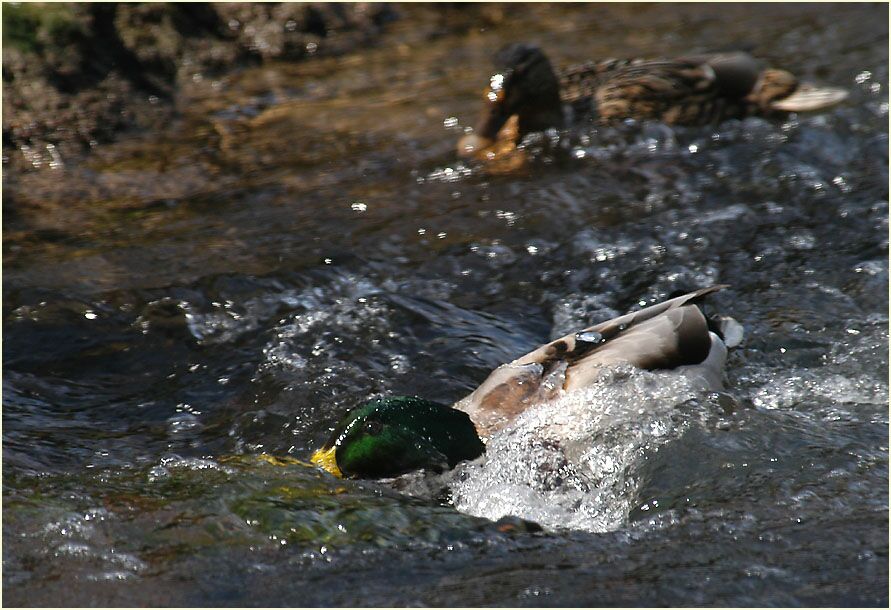 Stockente (Anas platyrhynchos)