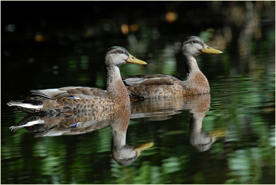 Stockente (Anas platyrhynchos)