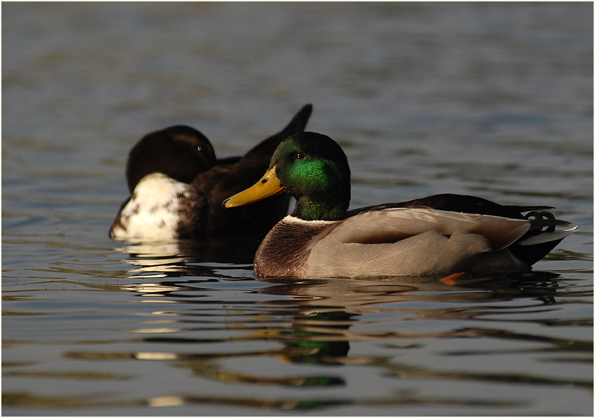 Stockente (Anas platyrhynchos)