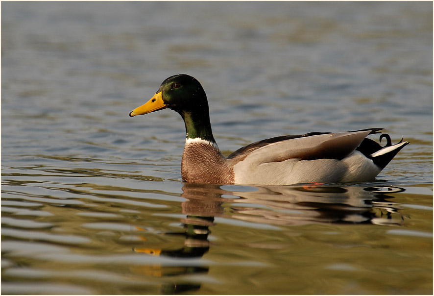 Stockente (Anas platyrhynchos)
