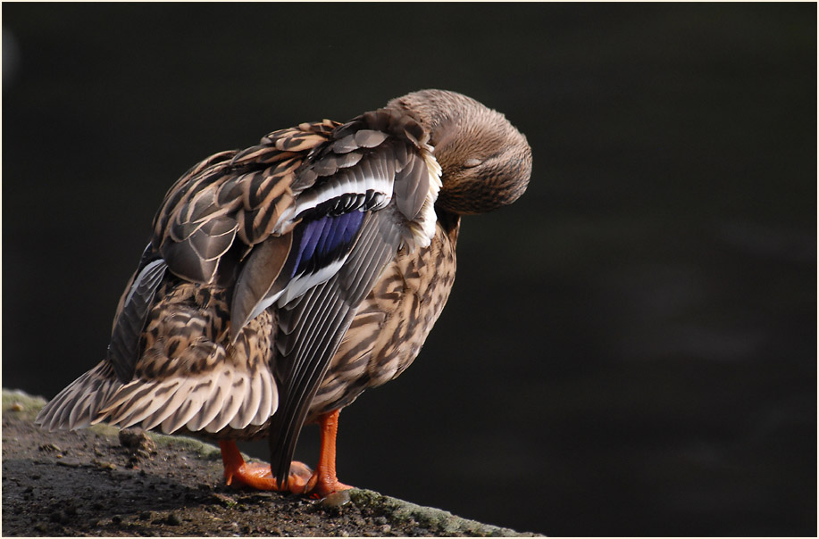 Stockente (Anas platyrhynchos)