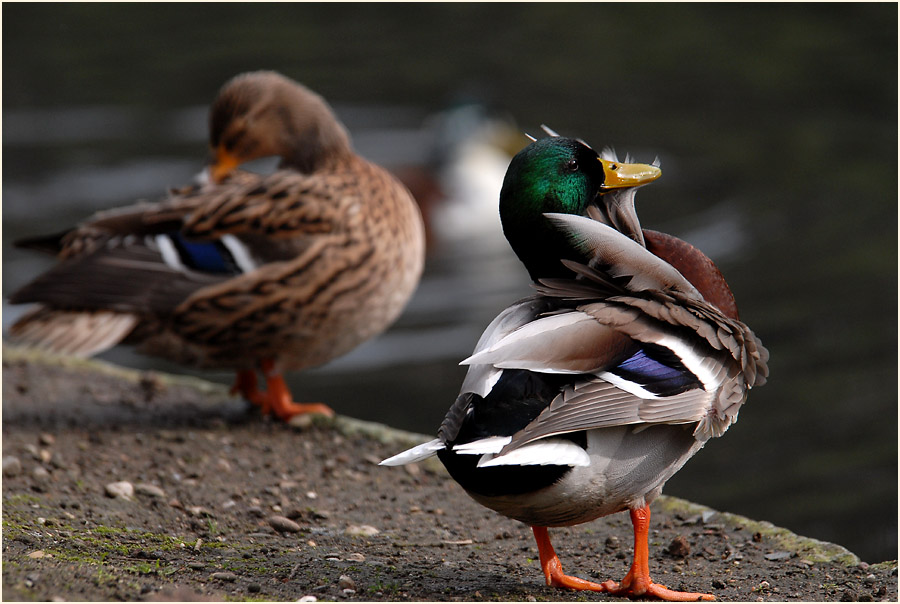 Stockente (Anas platyrhynchos)