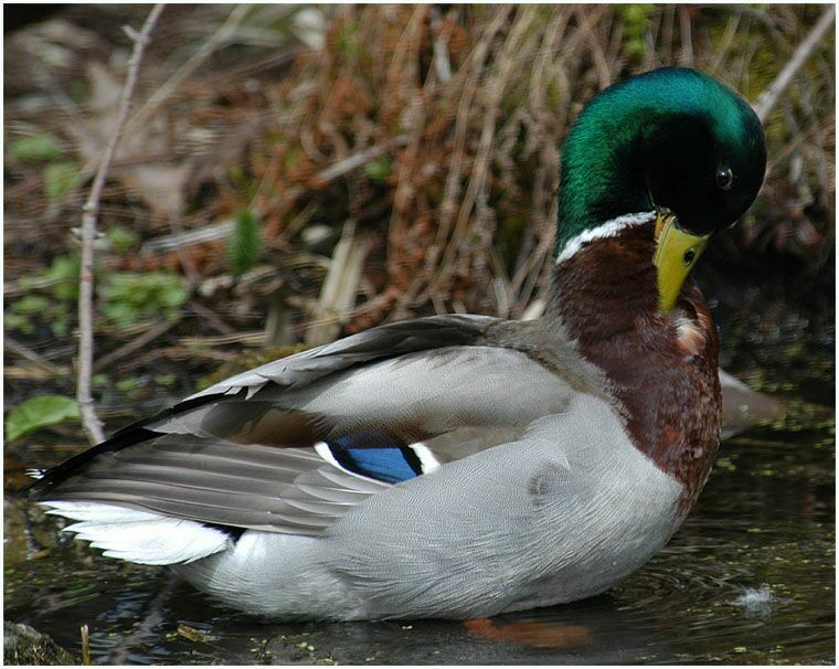 Stockentenerpel (Anas platyrhynchos)