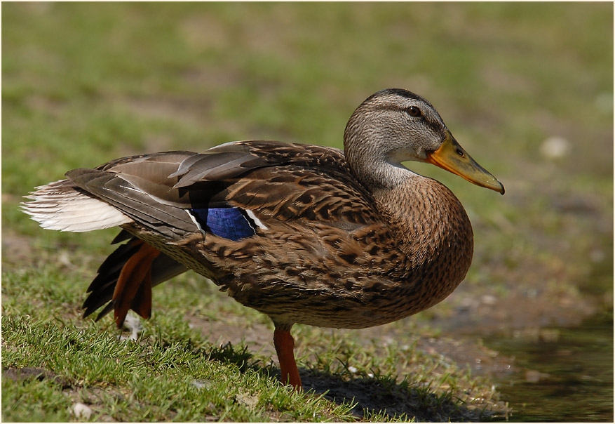 Stockente (Anas platyrhynchos)